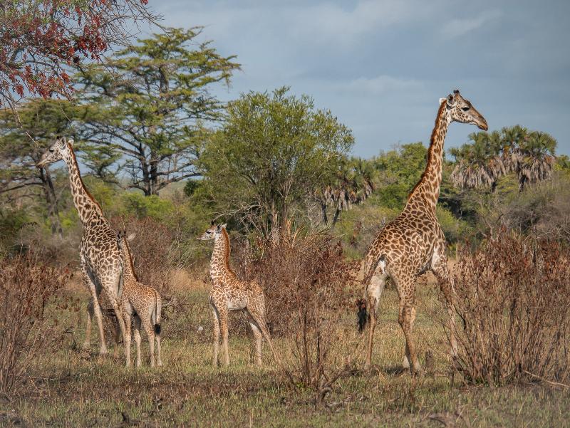 Saadani Safari Lodge image