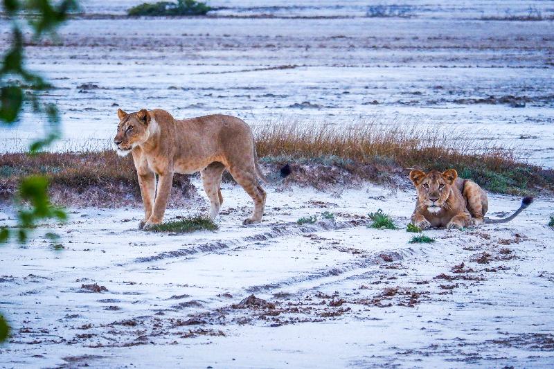 Saadani Safari Lodge image