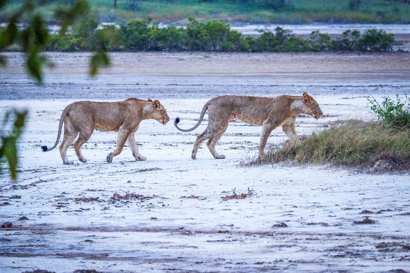 Saadani Safari Lodge image