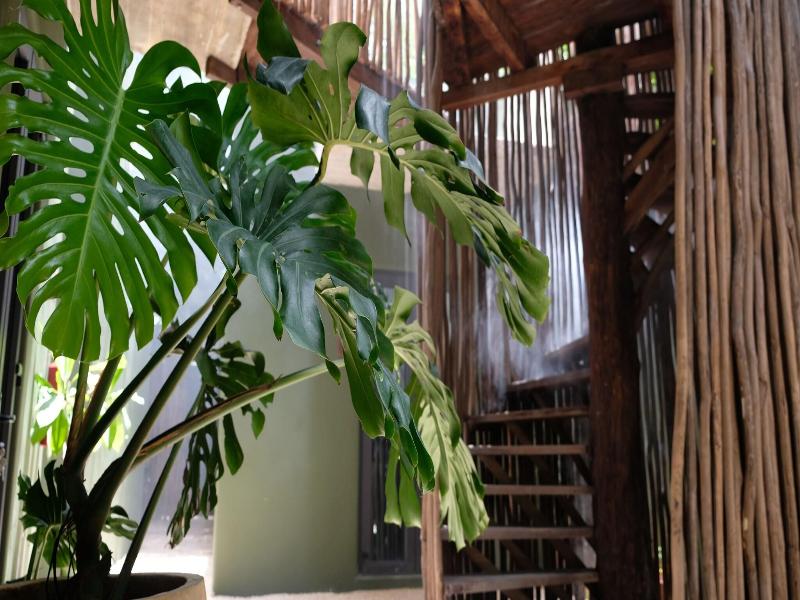 Loba Tulum image