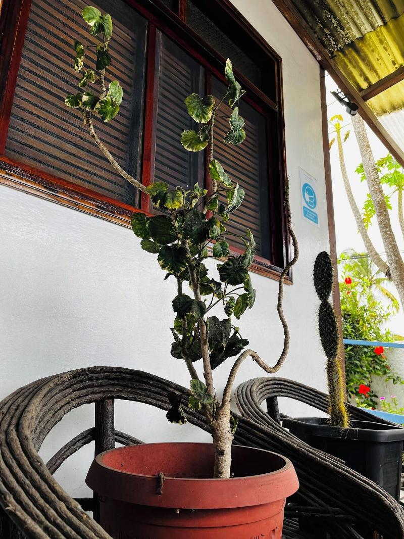 Hostal Las Gardenias image