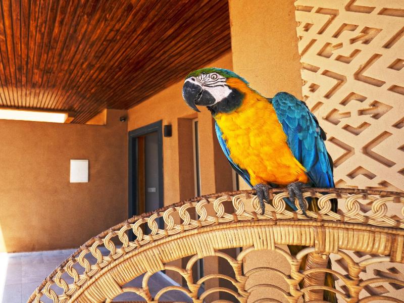 Tulum Beach Resort Dakhla image