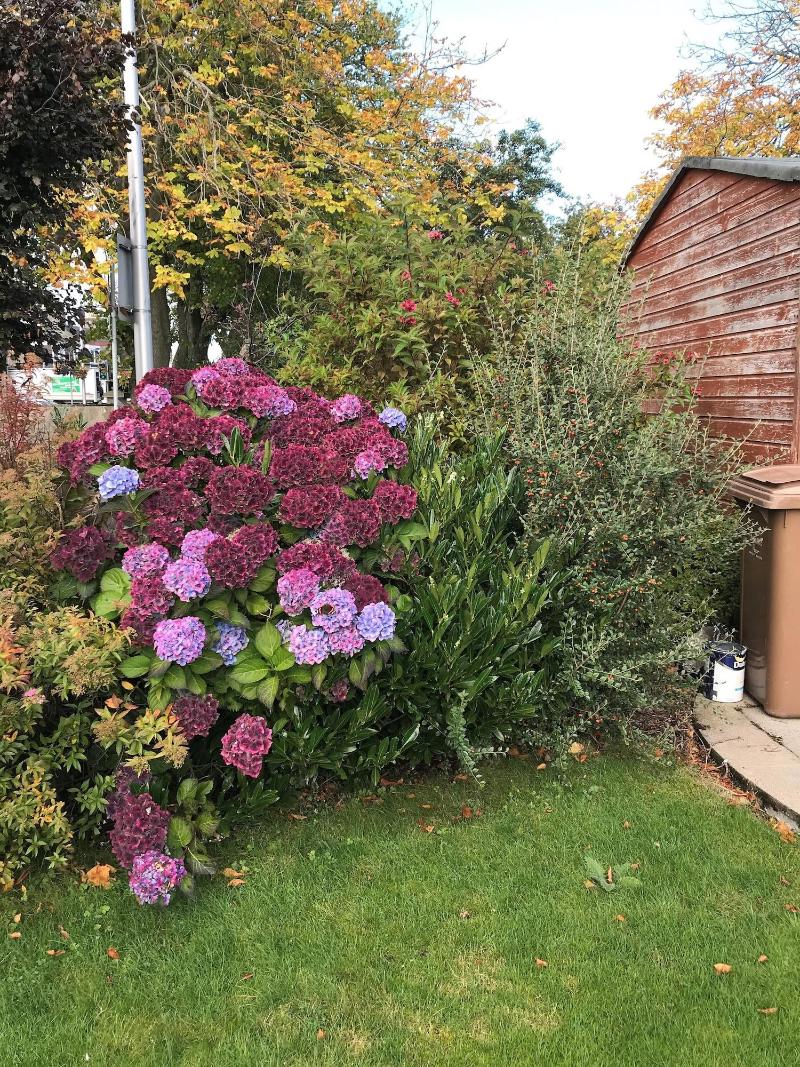 Beeches Guest House image