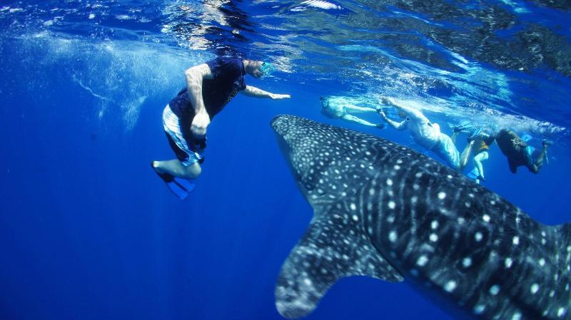Blue Marlin Beach Hotel image