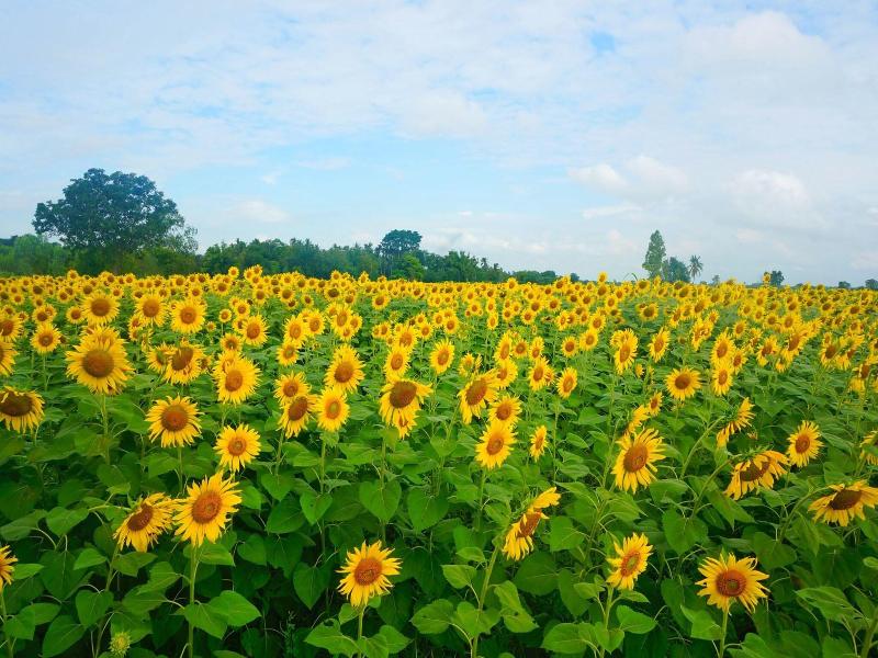 Wanlapa Farmstay