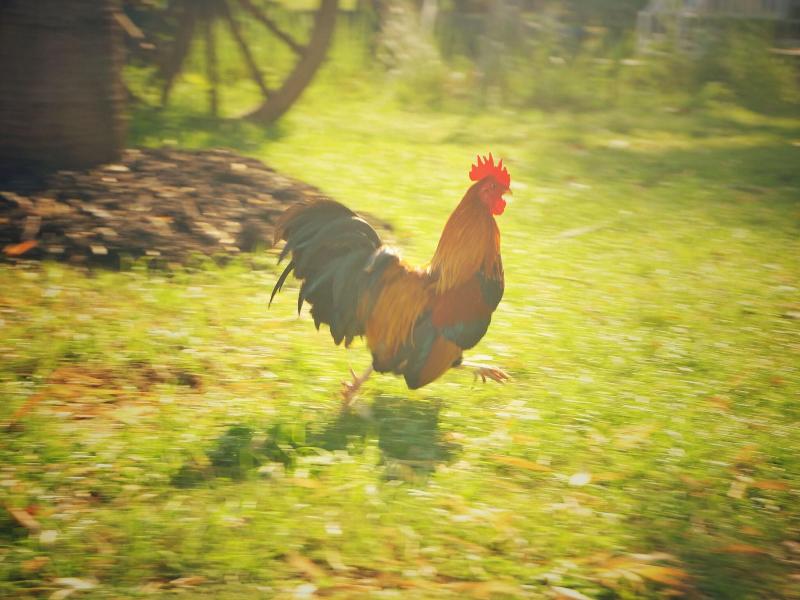 Wanlapa Farmstay