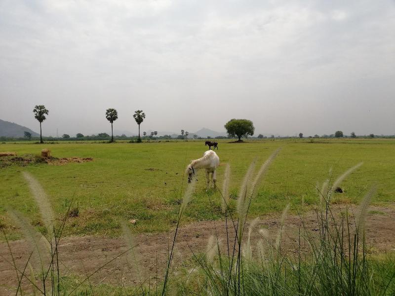 Wanlapa Farmstay