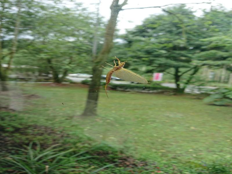 Sakura Villa image