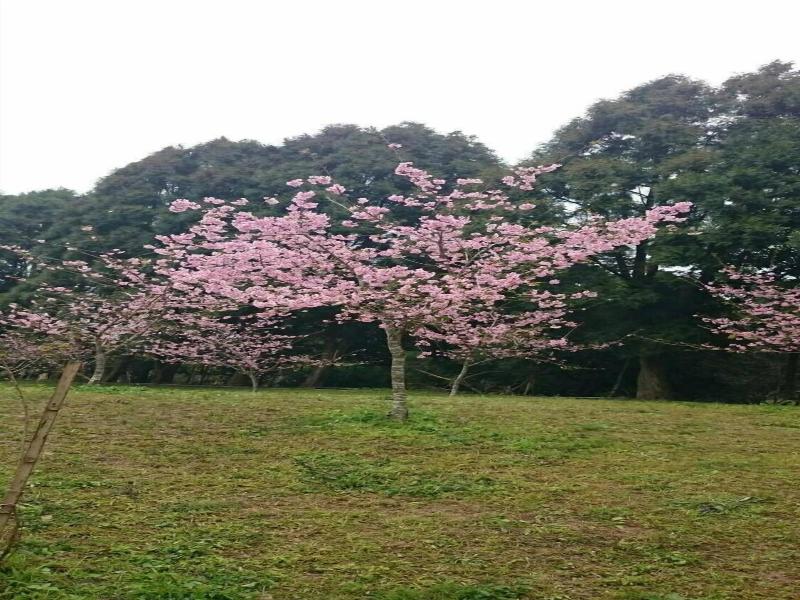 Sakura Villa image