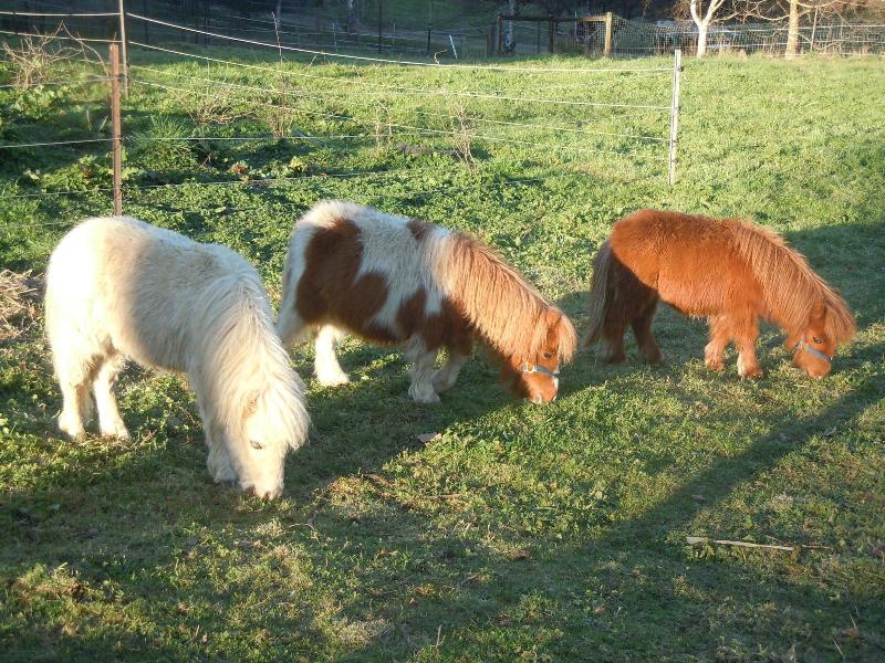 Whispering Spirit Holiday Cottages
