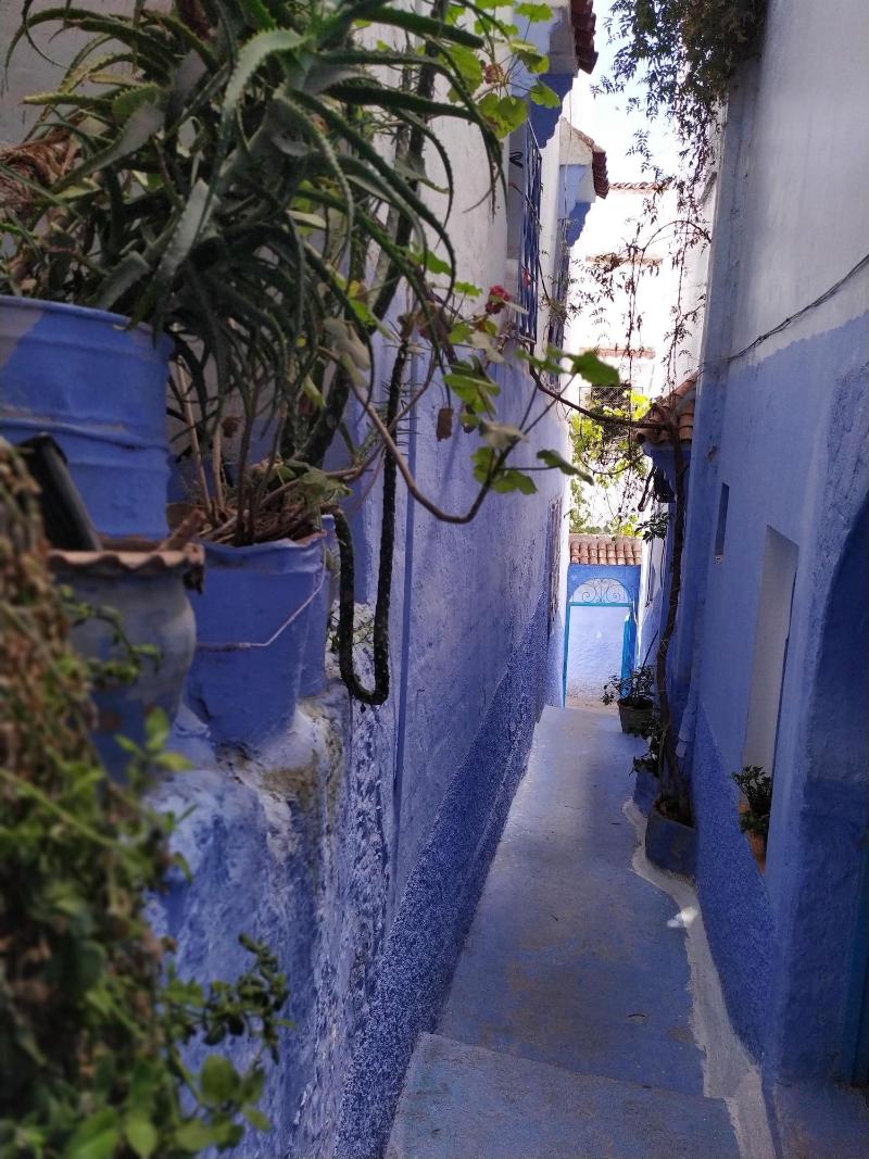Casa Blue Star image