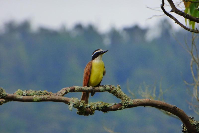 Reserva Tororoi image