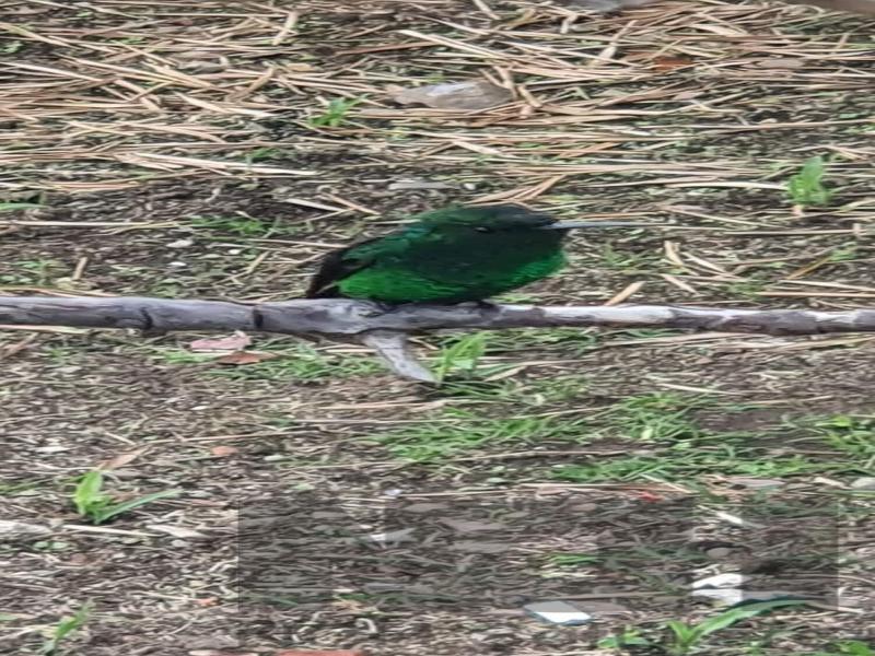 Reserva Tororoi image