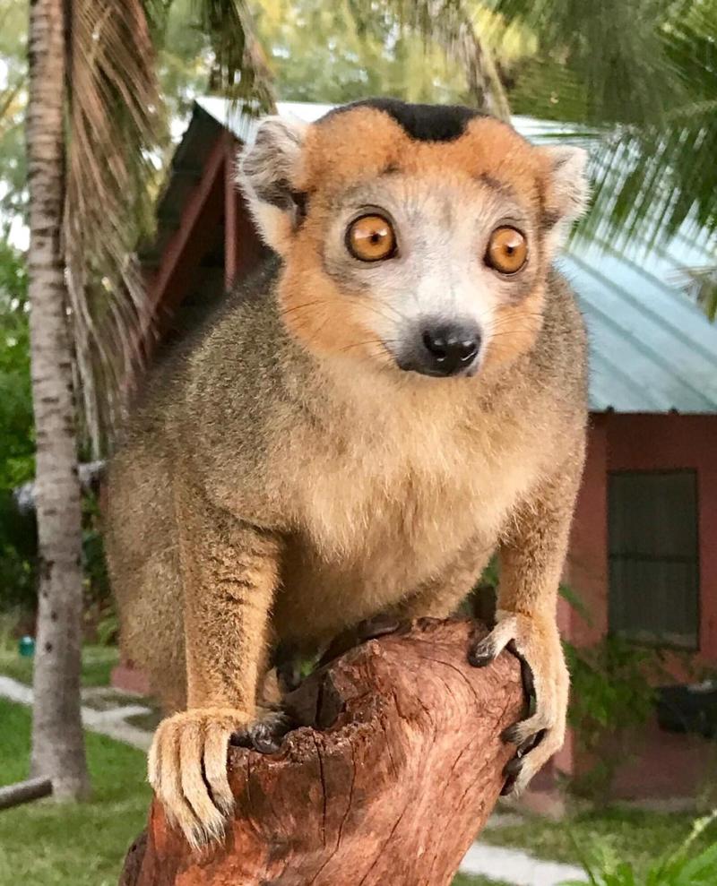 Royal Sakalava image