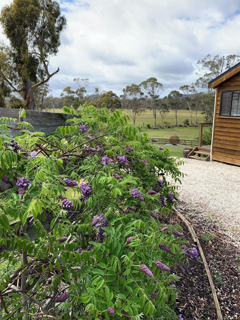 Hazelcreek Cottages