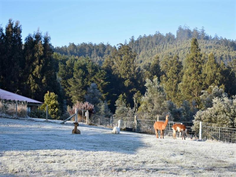 Maydena Mountain Cabins