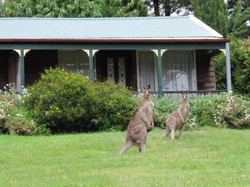 Cedar Lodge Cabins image