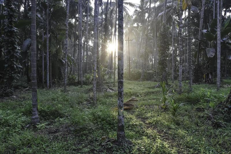 Dudhsagar Plantation image