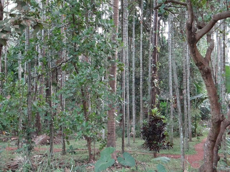 Dudhsagar Plantation image