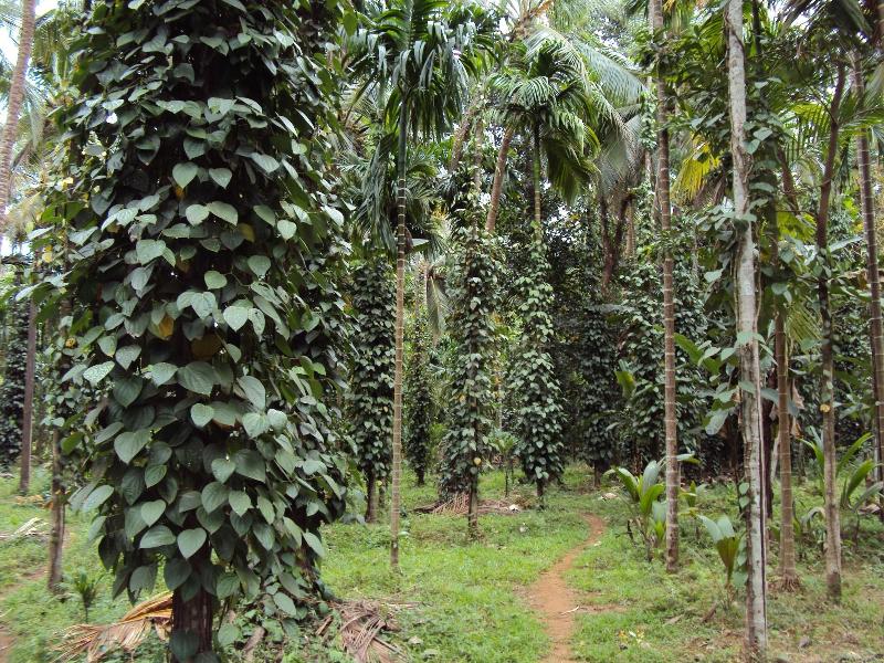 Dudhsagar Plantation image
