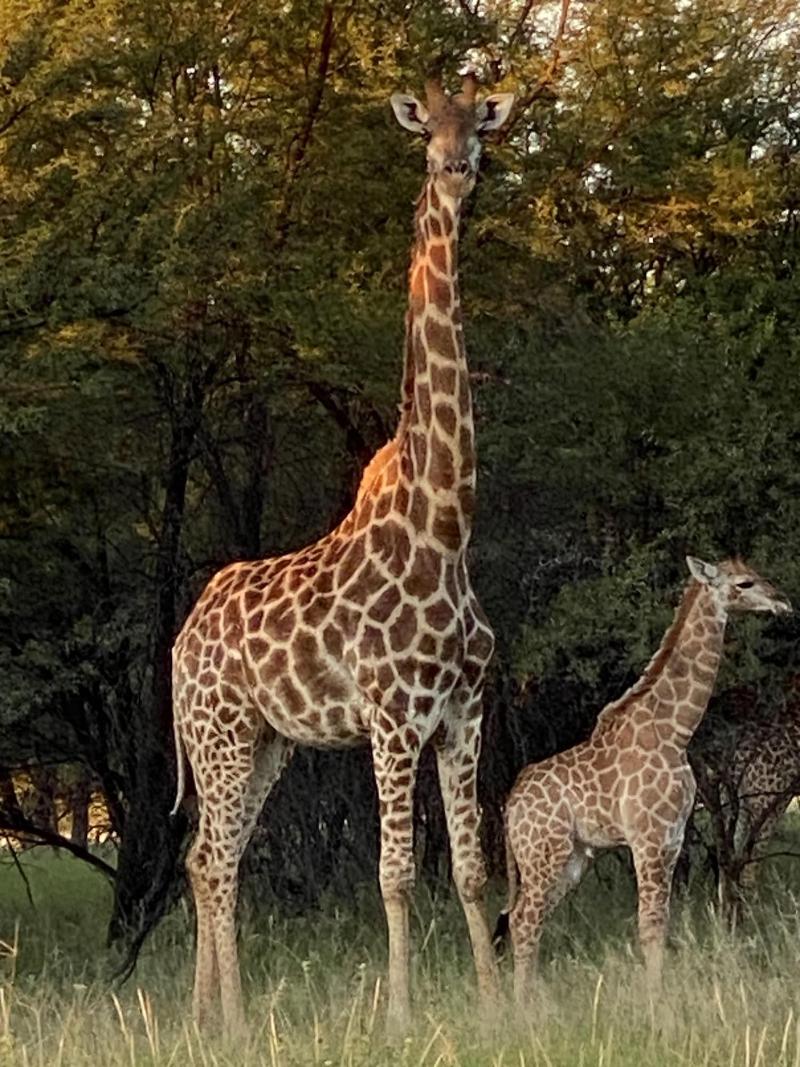 Waterberg Cottages