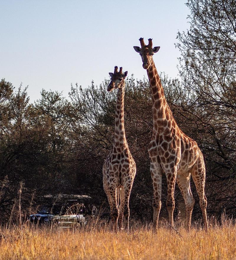 Waterberg Cottages