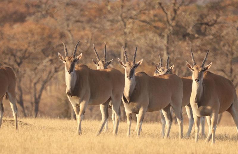 Waterberg Cottages