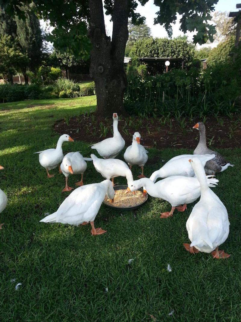 Stoneybrooke Farm image