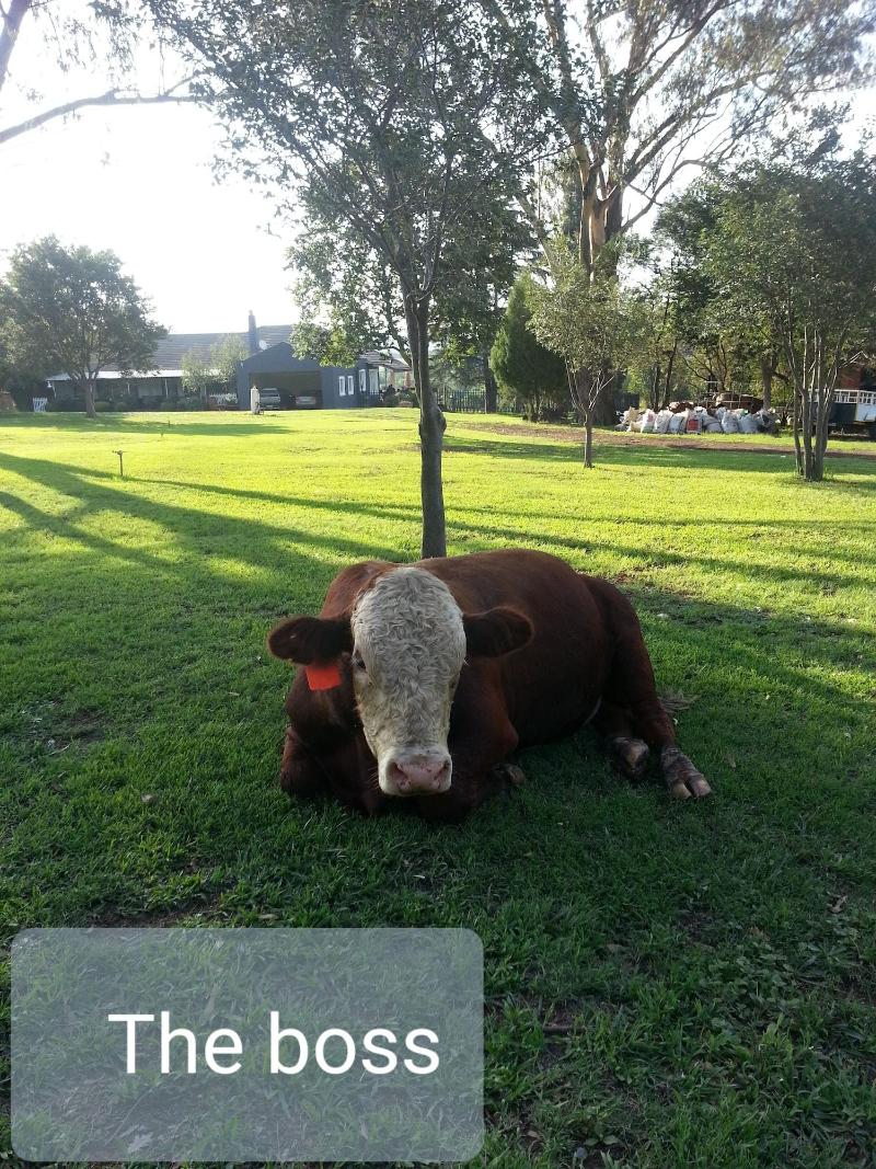 Stoneybrooke Farm image