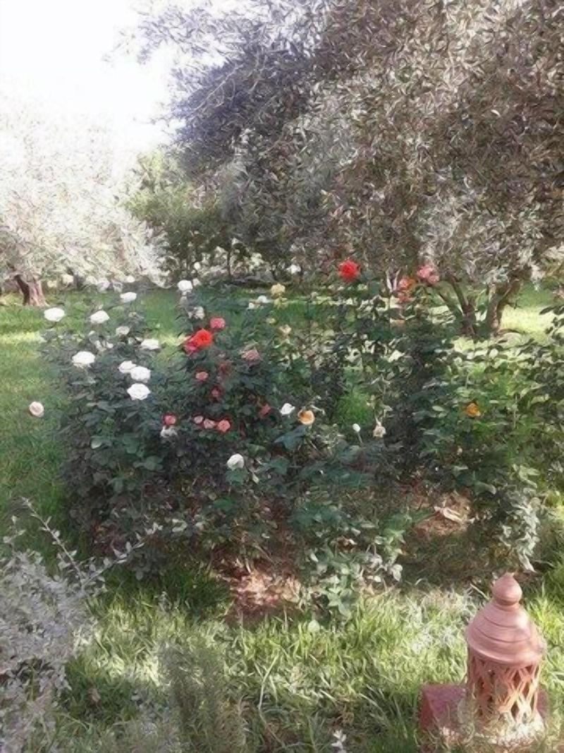 Riad Sidi Hicham image
