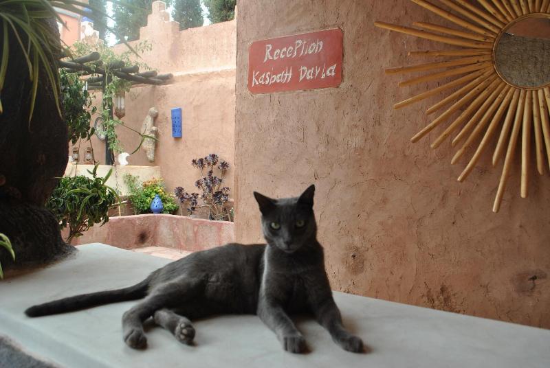 Auberge Kasbah Darla image