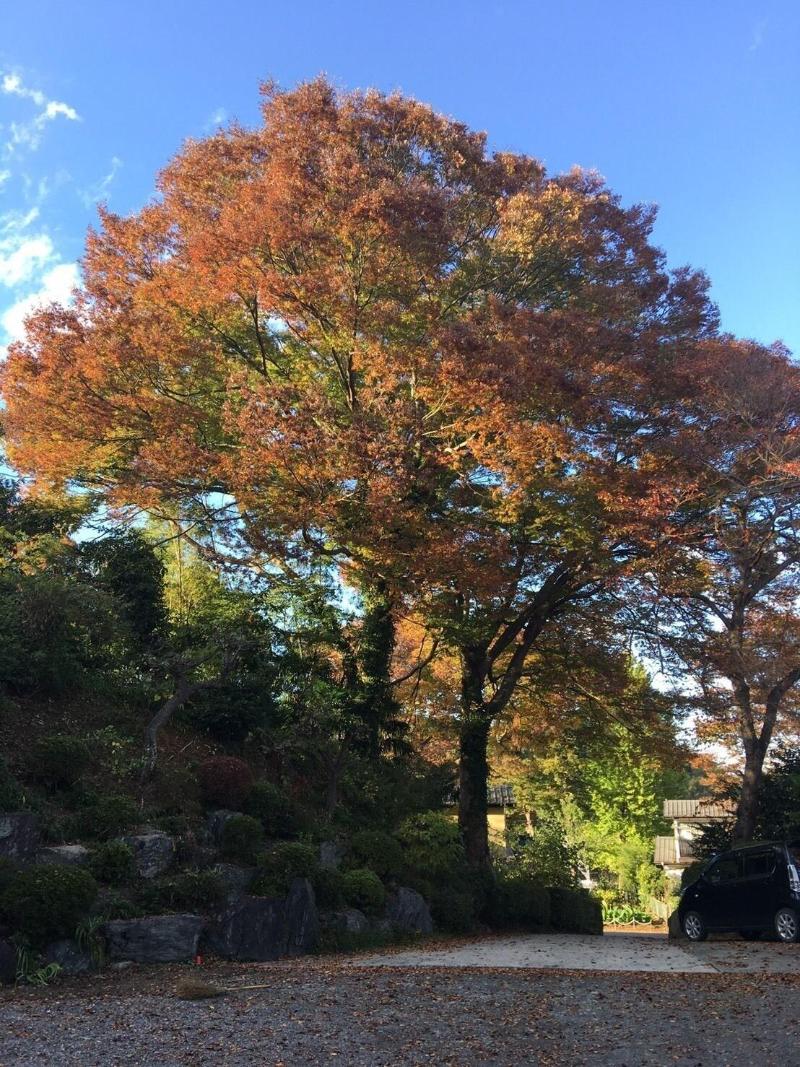 Suminoe — photo 3