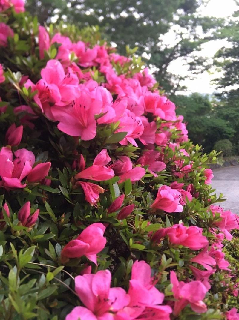 Suminoe — photo 4