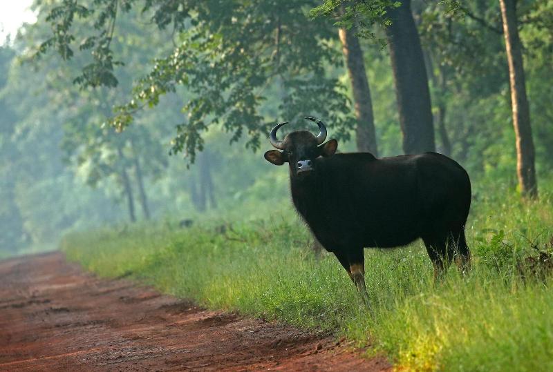 Red Earth Tadoba