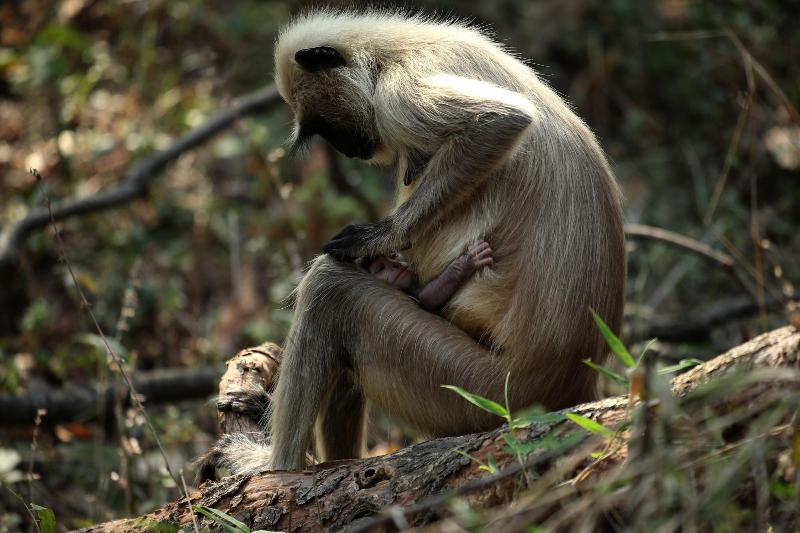 Red Earth Tadoba