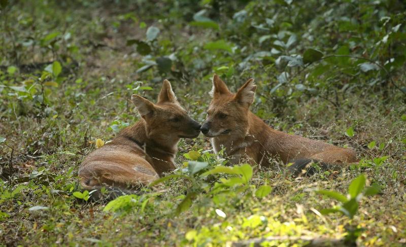 Red Earth Tadoba