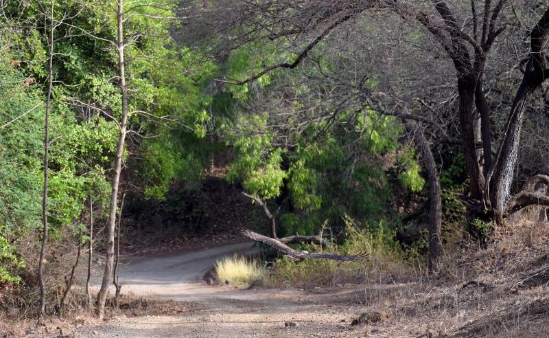 The Postcard Gir Wildlife Sanctuary image