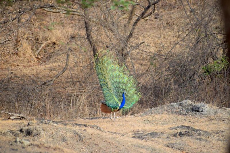 The Postcard Gir Wildlife Sanctuary image