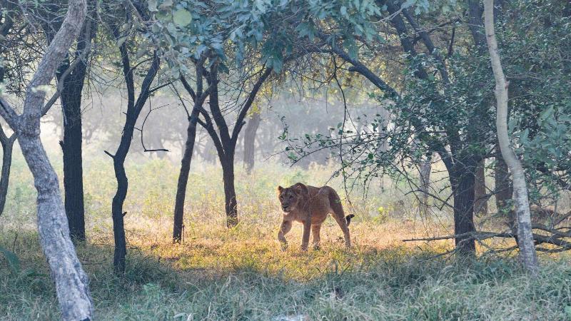 The Postcard Gir Wildlife Sanctuary image