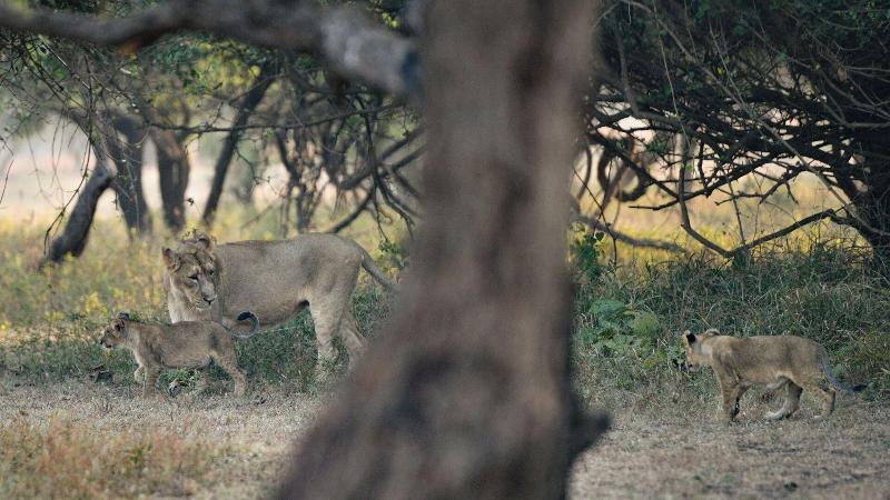 The Postcard Gir Wildlife Sanctuary image