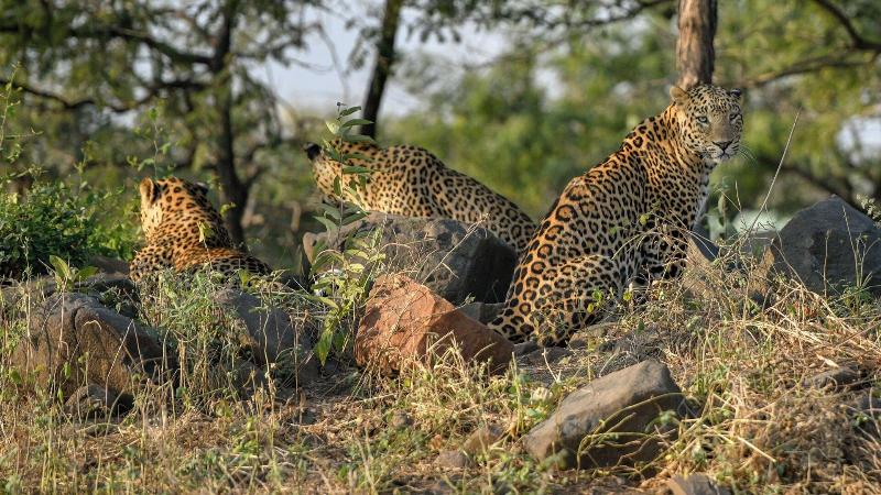 The Postcard Gir Wildlife Sanctuary image