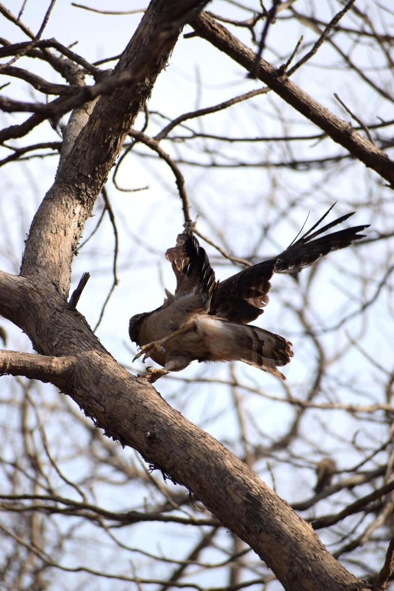 The Postcard Gir Wildlife Sanctuary image