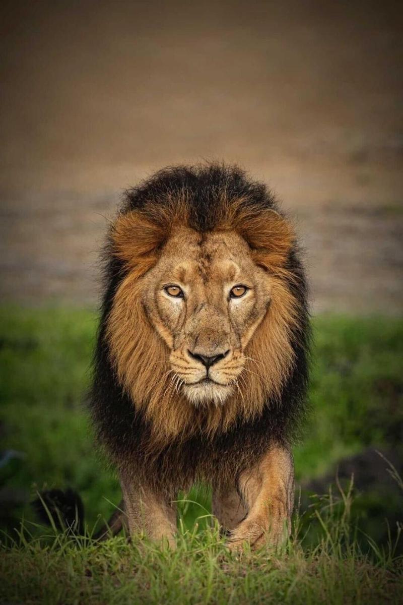 The Postcard Gir Wildlife Sanctuary image