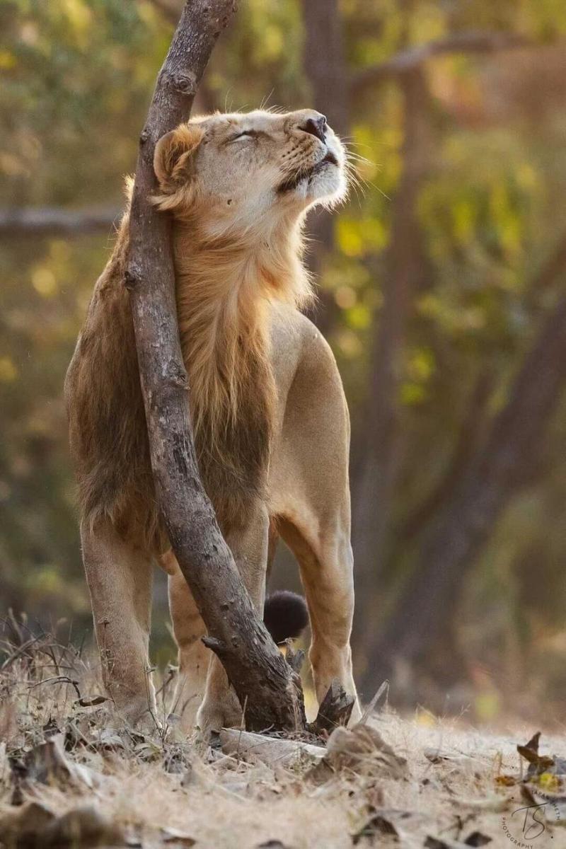 The Postcard Gir Wildlife Sanctuary image