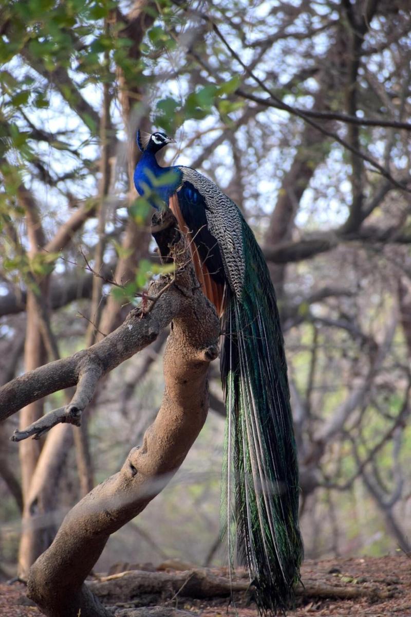 The Postcard Gir Wildlife Sanctuary image