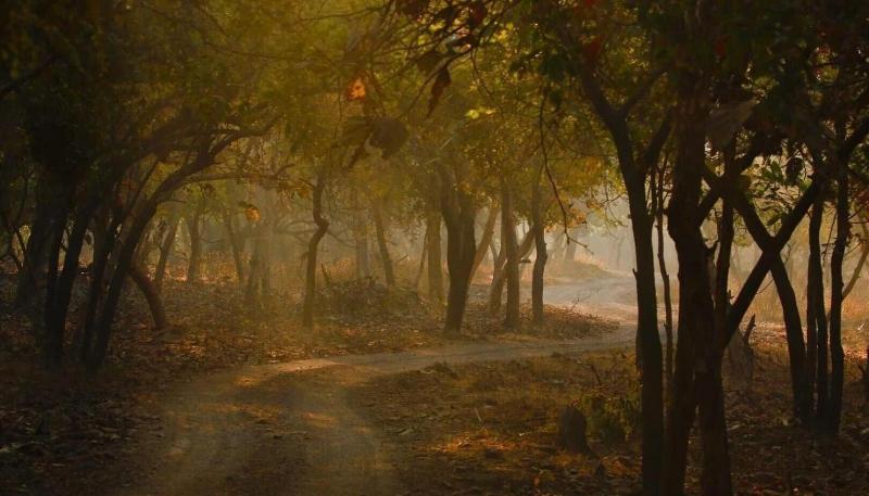 The Postcard Gir Wildlife Sanctuary image
