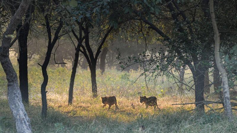 The Postcard Gir Wildlife Sanctuary image