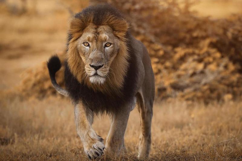 The Postcard Gir Wildlife Sanctuary image