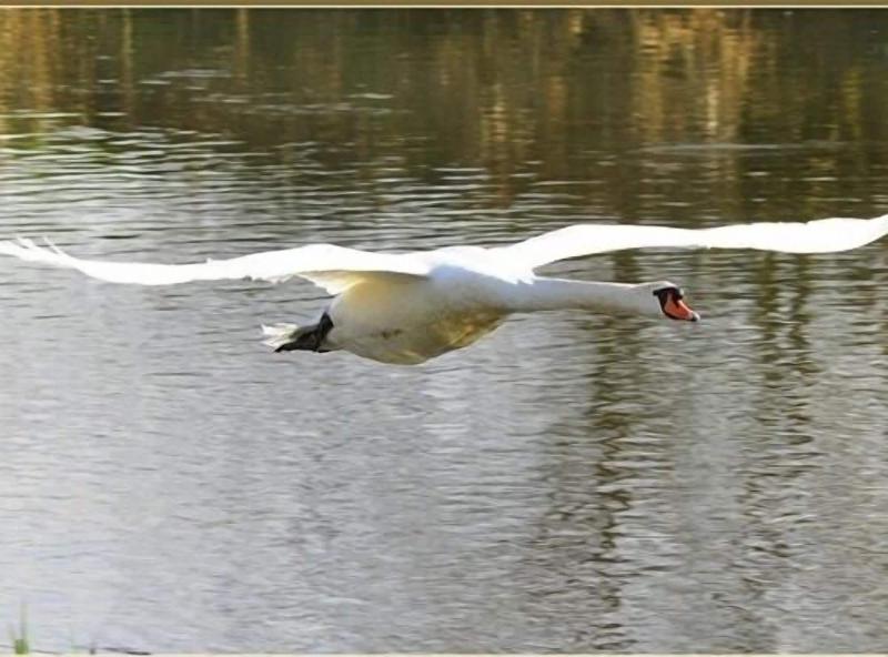 Watermeadow Lakes And Lodges image