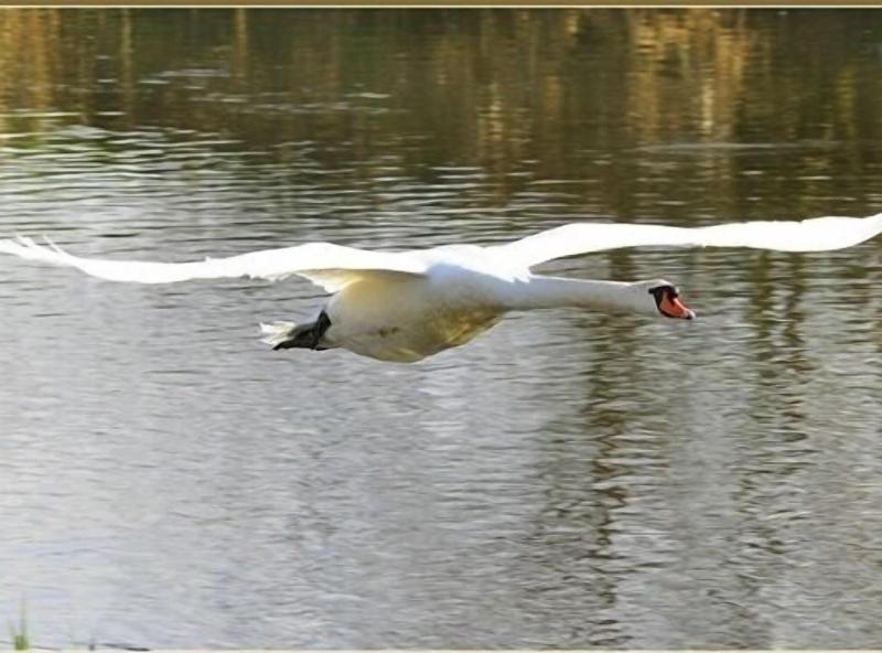 Watermeadow Lakes And Lodges image